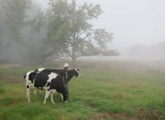 Cows in the mist, mist effects Cape Town