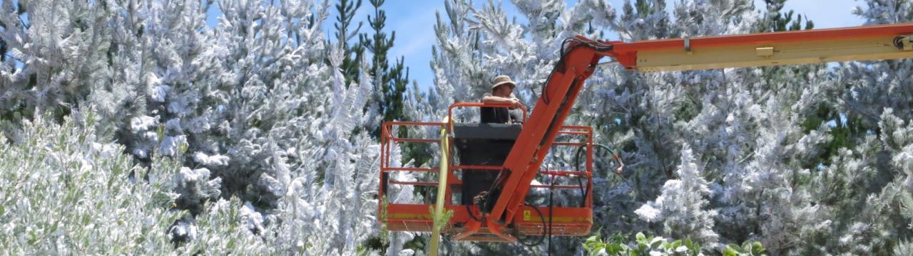 Dressing trees with snow from a cherry picker, Special Effects Snow South Africa