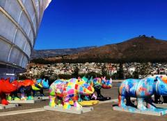 Rhino Exhibition at the stadium, The Rhinos are coming, Cape Town