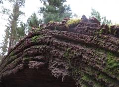 Fabricated tree trunk, Special Effects Fabrication Cape Town