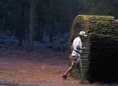 Fabricated tree trunk, Special Effects Fabrication Cape Town